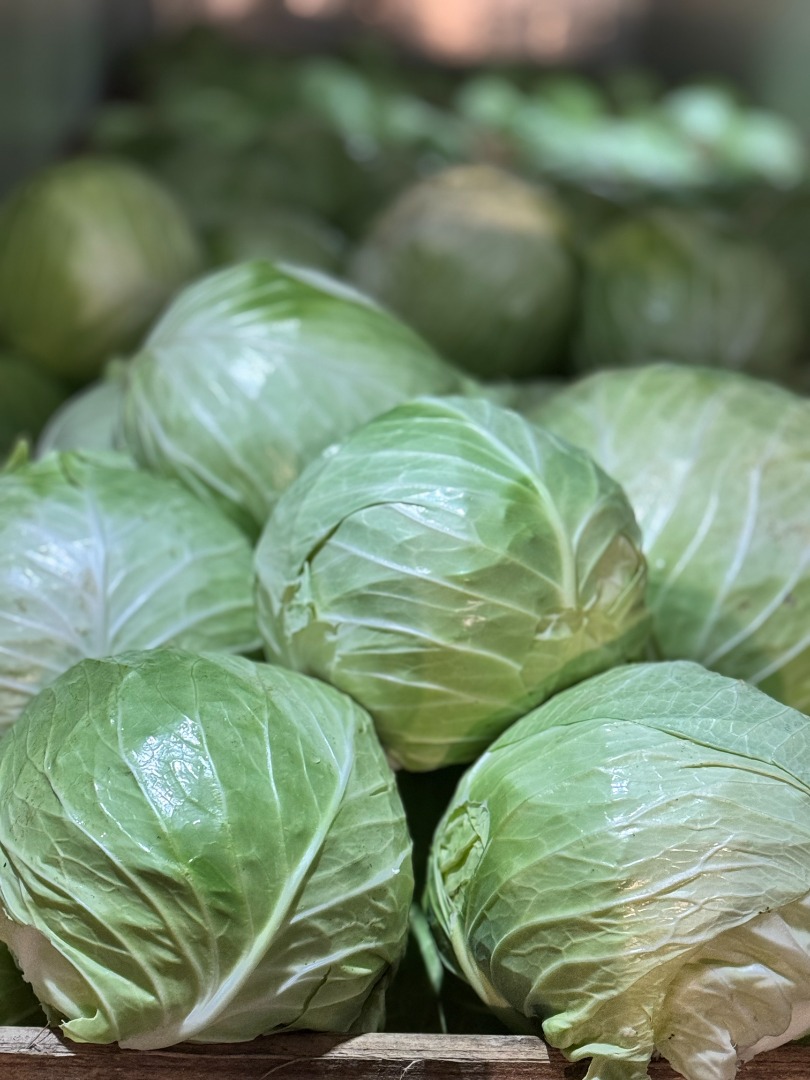 Kapusta Biała :Flexton , Ramco , Novoton , Ambrosia