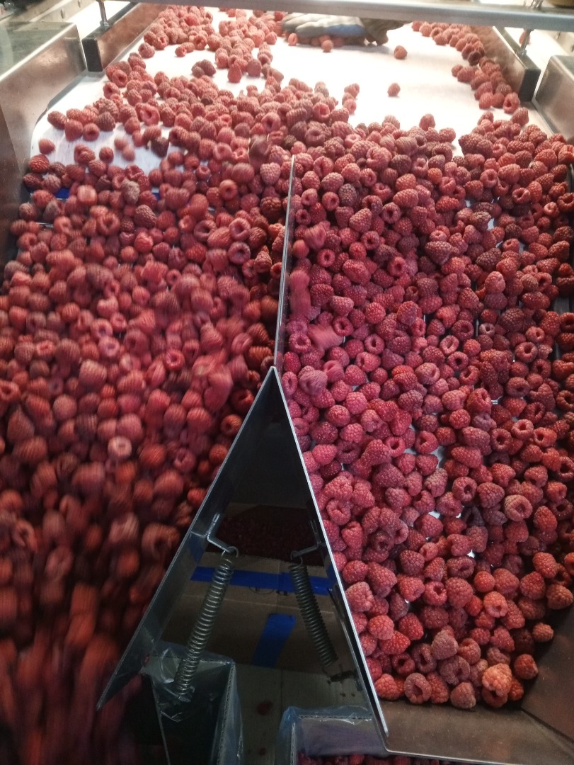 Maliny mrożone 90/10 - 60 ton 80/20 - 20 ton Gris - 40 ton