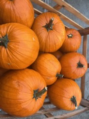 Sprzedam dynie halloween kaliber 2-5 5-12 12+ bądź szykowany pod klienta Zapraszam do kontaktu więcej informacji udzielę telefonicznie
