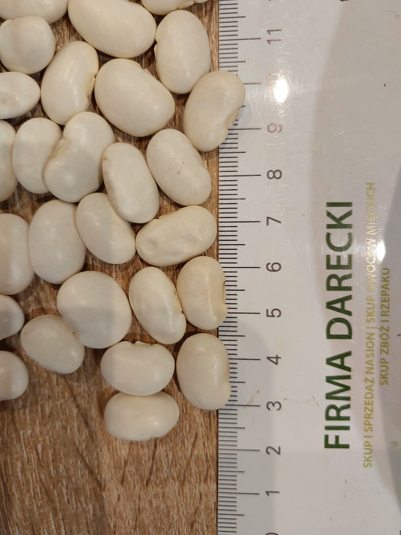 Fasola biała 106/100g zbiór 2025, opakowanie big bag, ilości tirowe