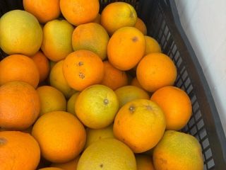 Pomarańcz Kraj pochodzenia Grecja Odmiana Valencia Słodka Dostępne 13ton