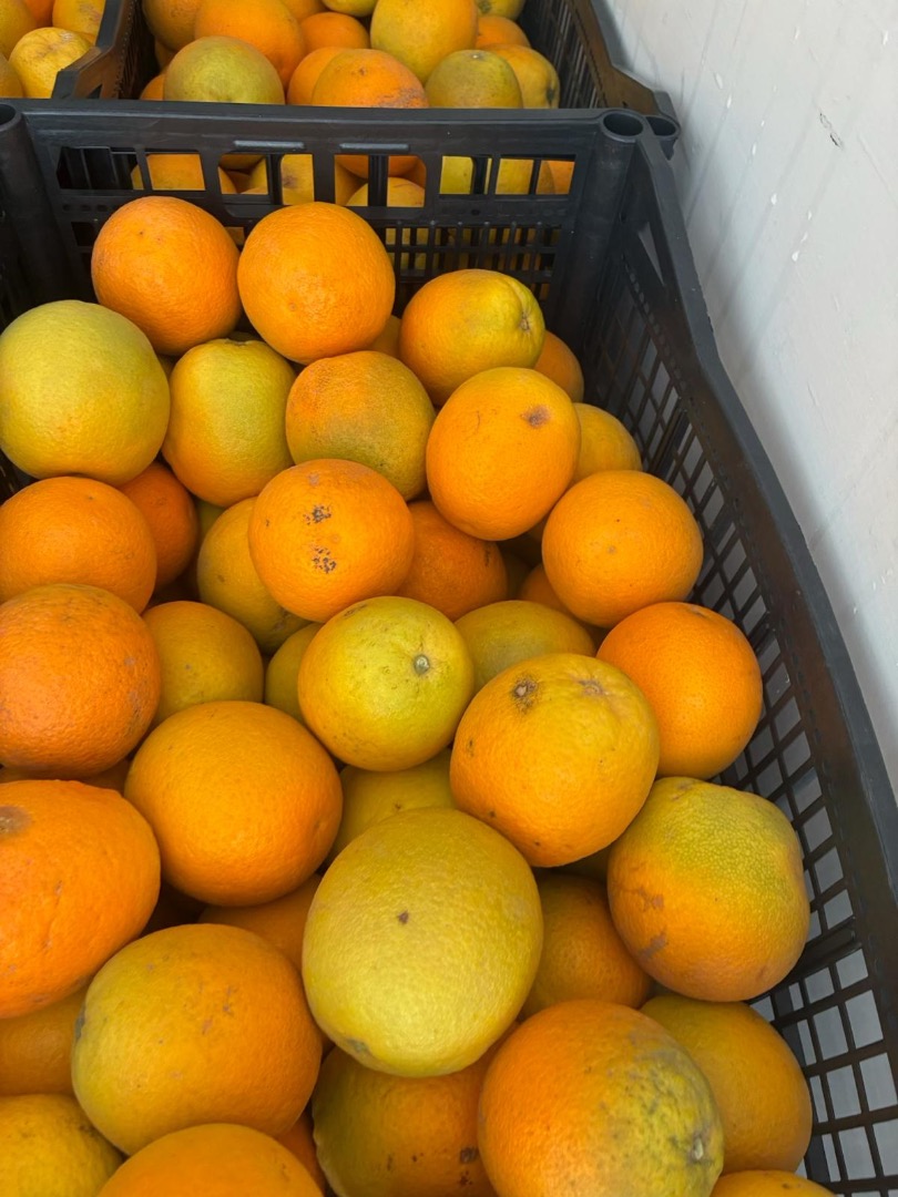 Pomarańcz Kraj pochodzenia Grecja Odmiana Valencia Słodka Dostępne 13ton Transport na terenie całej Polski