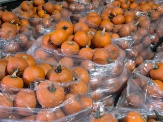 Sprzedam dynie hallowen w kalibrach 1-4kg, 8-12kg bardzo dobrze