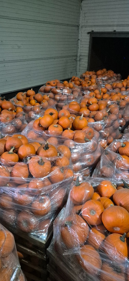 Sprzedam dynie hallowen w kalibrach 1-4kg, 8-12kg bardzo dobrze wybarwione oraz dynie ozdobna mix