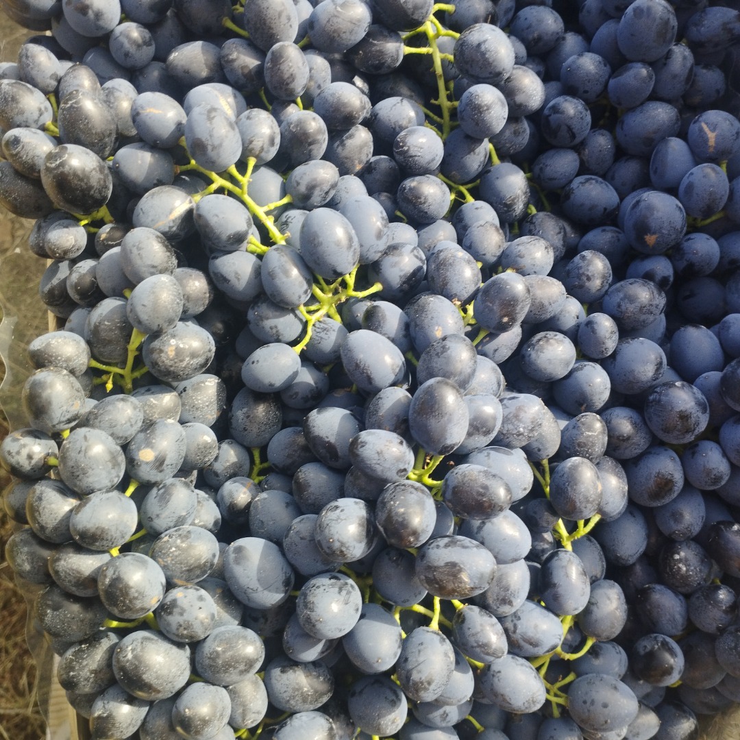 Wysokiej jakości mołdawskie winogrona