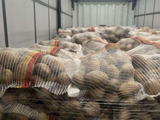Ziemniaki niemieckie premium – hurt w całej Europie Szukasz