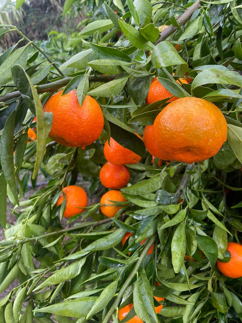 SEZON PEŁEN WITAMIN I KOLORÓW, PRZYNOSIMY PAŃSTWU PONOWNIE W TYM SEZONIE FIA GOGOT FRUIT-FLORINA GOGOT OFERUJEMY PAŃSTWU DOBRZE WYBRANE CYTRUSY I PRZYSTĘPNE