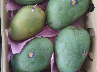 Świeże, dojrzałe mango, gotowe do spożycia, importowane z Egiptu