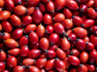 Szukam odbiorcy owocu dzikiej róży z wlasnej plantacji Aktualnie