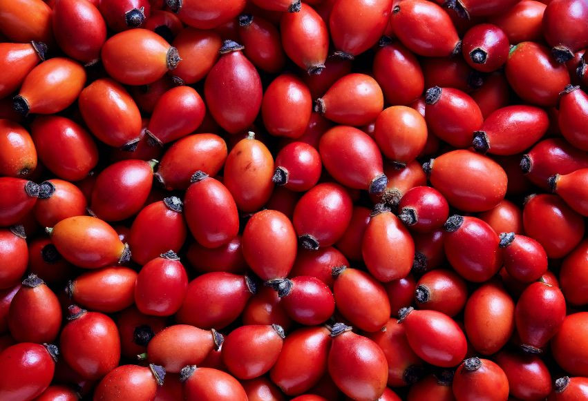 Szukam odbiorcy owocu dzikiej róży z wlasnej plantacji Aktualnie posiadam ok 300kg W nastepnych latach bedzie wiecej Zainteresowanych prosze o kontakt email