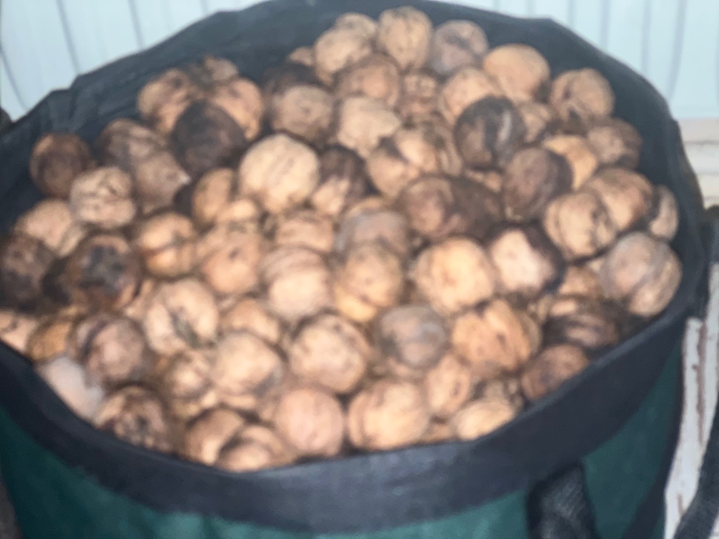 Mam 35 kilo świeżych orzechów