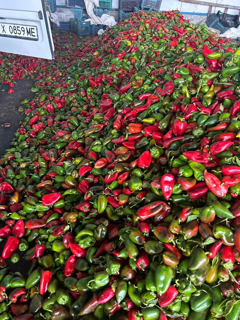 Papryka czerwona i zielona, gatunek drugi 0,80 st/kg