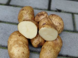 Posiadam około 400 ton ziemniaka odmiany Ludmiła posadzona na