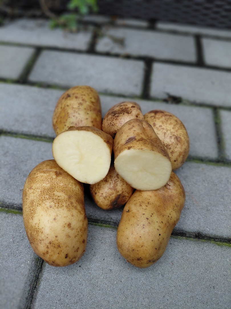 Posiadam około 400 ton ziemniaka odmiany Ludmiła posadzona na jasnej glebie, bez parchu i innych chorób, zdrowe Kaliber powyżej 50 Ziemniaki były sadzone z