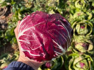 Radicchio en buen estado. No tiene ribeteados negros en