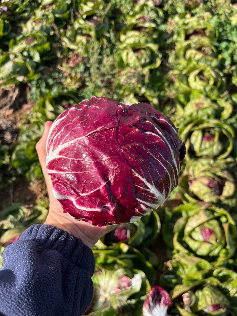 Radicchio en buen estado