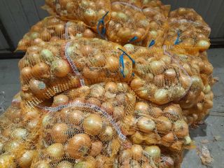 Posiadam 50-60 ton cebuli żółtej. Cebula jest składowana na