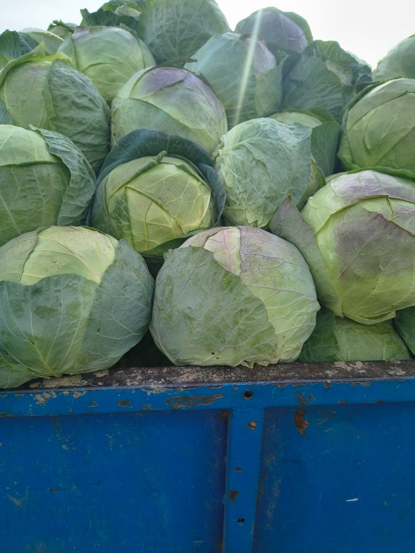 Producent sprzedaje kapustę w bardzo dużych ilościach, bardzo dobra jakość, cena za kg 20 bani