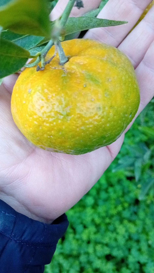 Lokalne mandarynki o dobrej wielkości