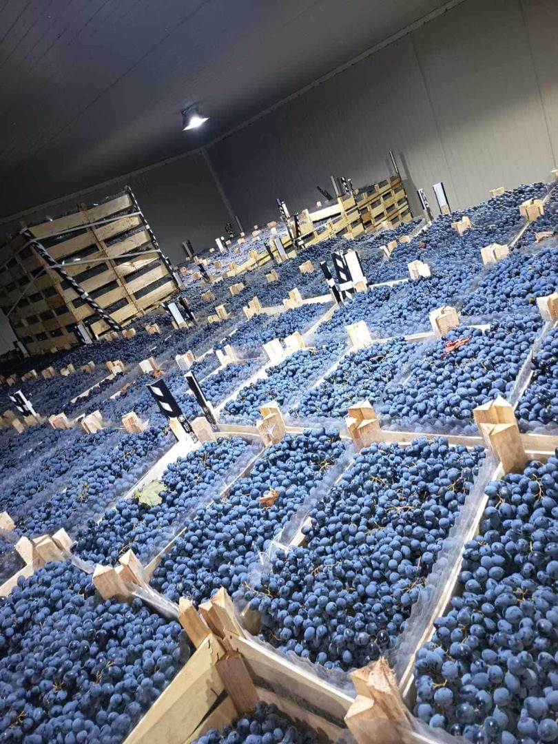 bezpośrednio od producenta, przechowywane w optymalnych warunkach w lodówce > Opakowanie kartonowe 8 kg > Kontrola winogron może być przeprowadzona w dowolnym
