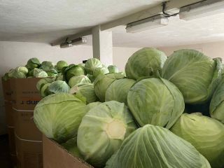 Sprzedam kapustę białą. Kaliber 1,2-3,5 kg. Towar ładny, marketowy,