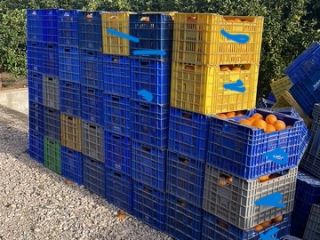 SPRZEDAJĘ PONAD 25 000 KG STATKÓW NAVELINA ZE SPOŁECZNOŚCI