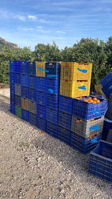 SPRZEDAJĘ PONAD 25 000 KG STATKÓW NAVELINA ZE SPOŁECZNOŚCI WALENCJI