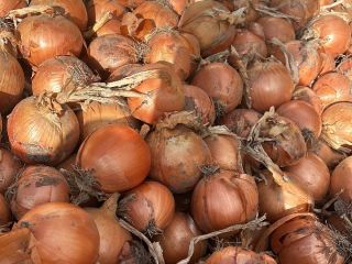Sprzedam cebulę czerwoną i żółtą, zarówno z gruntu, jak