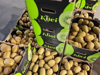 Greckie kiwi premium – świeże, certyfikowane, niedrogie