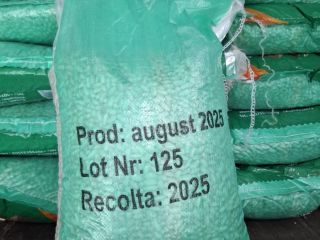 Fasola biała, worek 10 kg, jakość A, pochodzenie Egipt,
