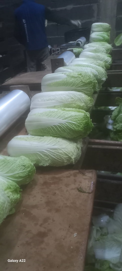 Sprzedam kapustę pekińska kal 0,5-1,8kg z chłodni