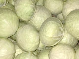 Sprzedam kapustę białą i czerwoną. Dostępne 1500 ton.