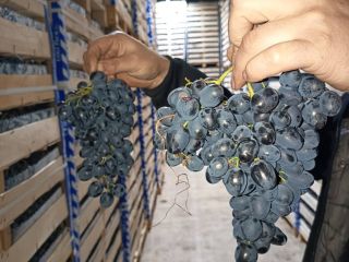 bezpośrednio od producenta, przechowywane w optymalnych warunkach w lodówce