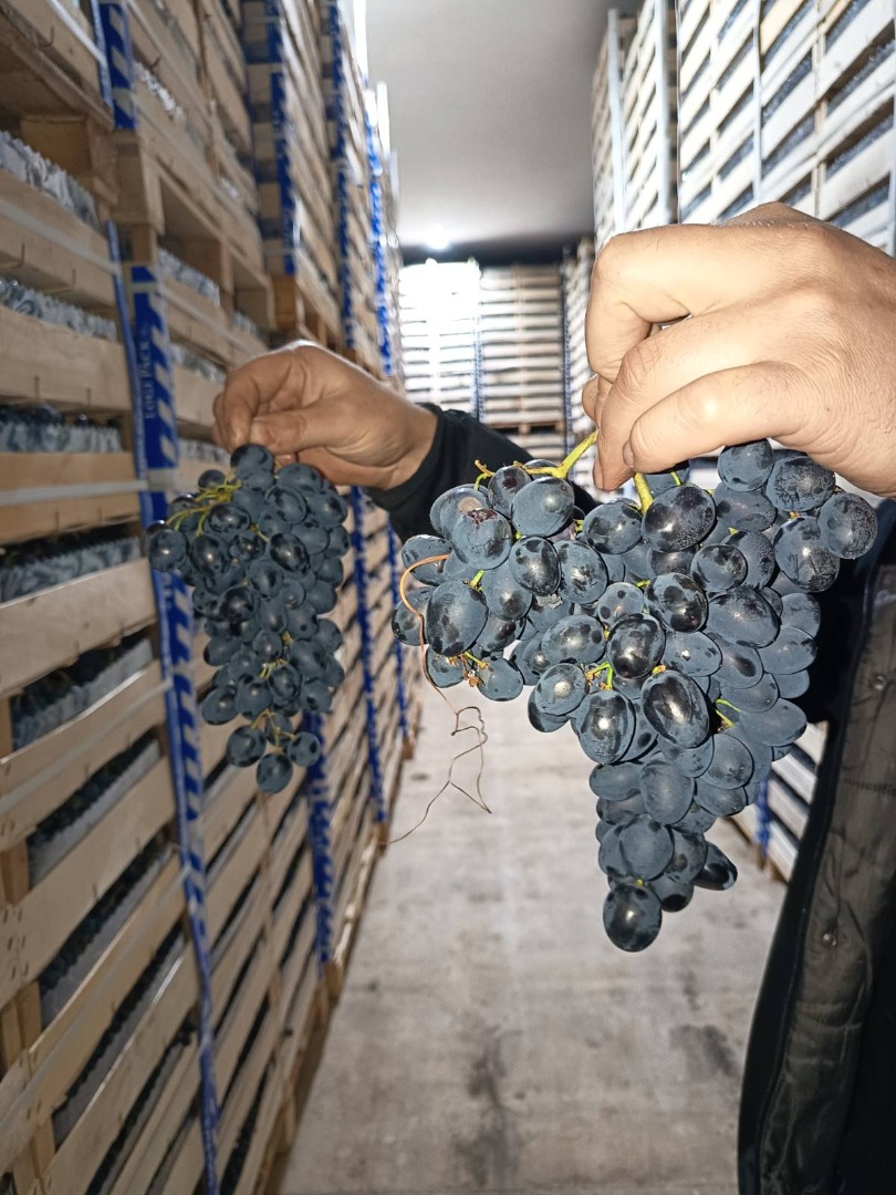 bezpośrednio od producenta, przechowywane w optymalnych warunkach w lodówce > opakowanie skrzynia 8 kg > Kontrola winogron może być przeprowadzona w dowolnym