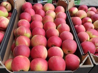 I am selling Champion apples. Available in any packaging