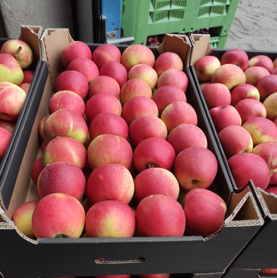 I am selling Champion apples