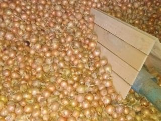 Witam, sprzedam kilka tirów cebuli luzem. Odmiany: Dormo i