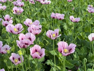 Niemiecki mak odmiany "Viola". Oferujemy mak letni odmiany "Viola",