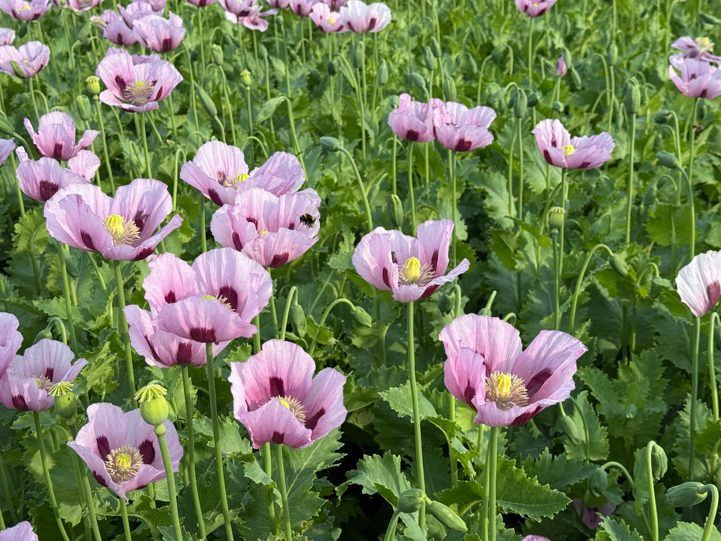 Niemiecki mak odmiany "Viola"