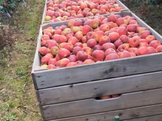 We have many Apple and pears : Red Jonaprince