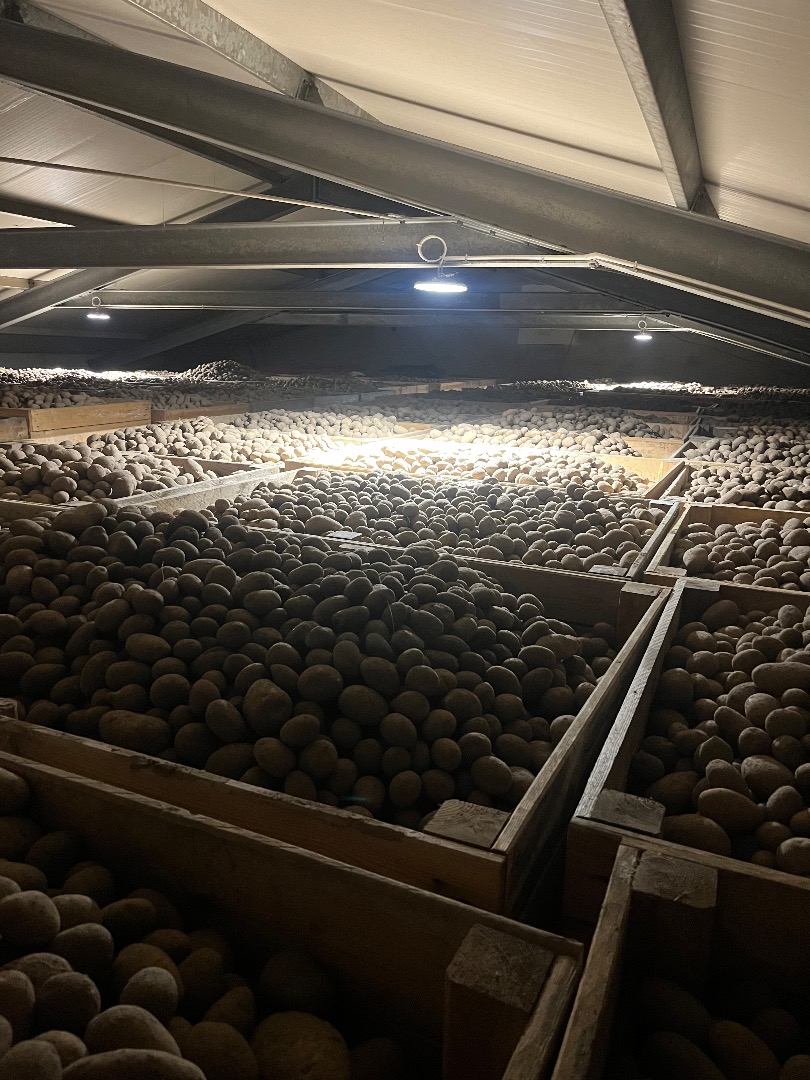 Sprzedam ziemniaki jadalne odmian: GALA , QUENN ANNA, BERNINA, CORINA ilości całopojazdowe opakowanie 15,10,5 kg worek szyty bigbag bądź luz więcej informacji