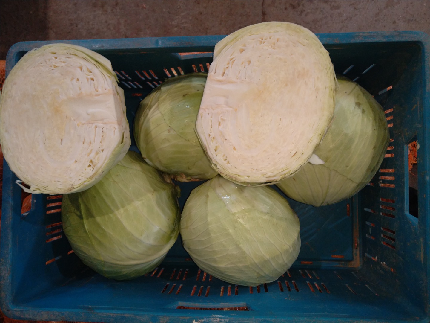 Predám bielu kapustu , odroda Ancoma , hlava 2-4 kg