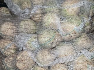 Sprzedam seler, kaliber 0,4 - 1,3 kg. Jakość marketowa.