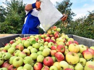 Możemy zaoferować 50-200 ton różnych odmian jabłek na sok!
