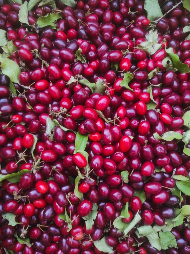 Sprzedam 200 kg derenia odmiany Juliusz (Cornus mas Juliusz) Pochodzenie: sad w Polsce, rejon Podkarpacie Oferuję 200 kg owoców derenia odmiany Juliusz