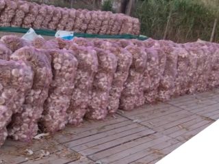 125000 cebulek w pęczkach po 25 szt. w woreczkach