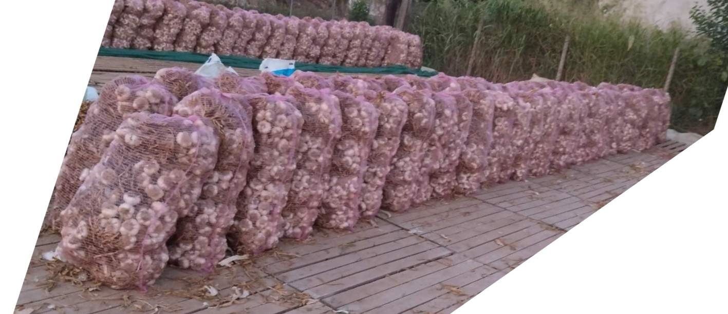 125000 cebulek w pęczkach po 25 szt