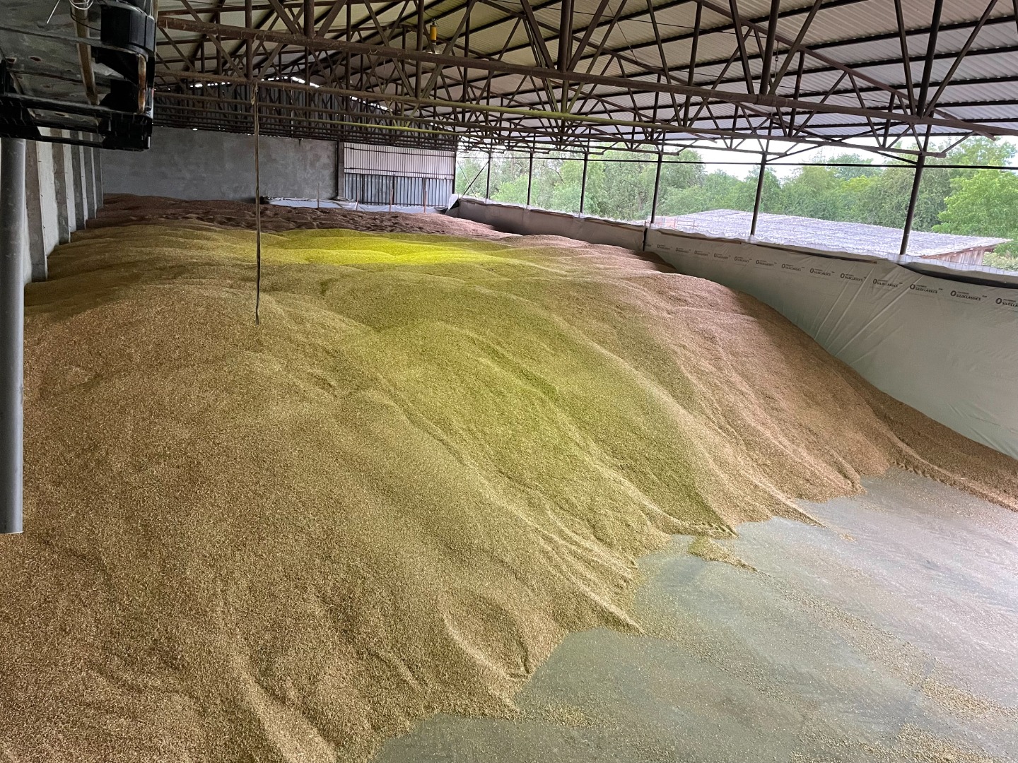 Sprzedajemy ekologiczny orkisz łuskany o wadze 2025 g w ilościach do 20 ton, pakowany w worki jumbo