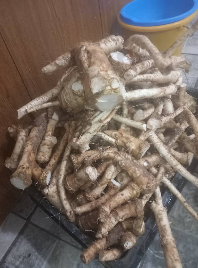 Chrzan domowy na sprzedaż W korzeniach W słoikach