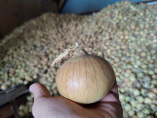 Sprzedam cebulę żółtą pakowana w worki 5-10kg Cena do